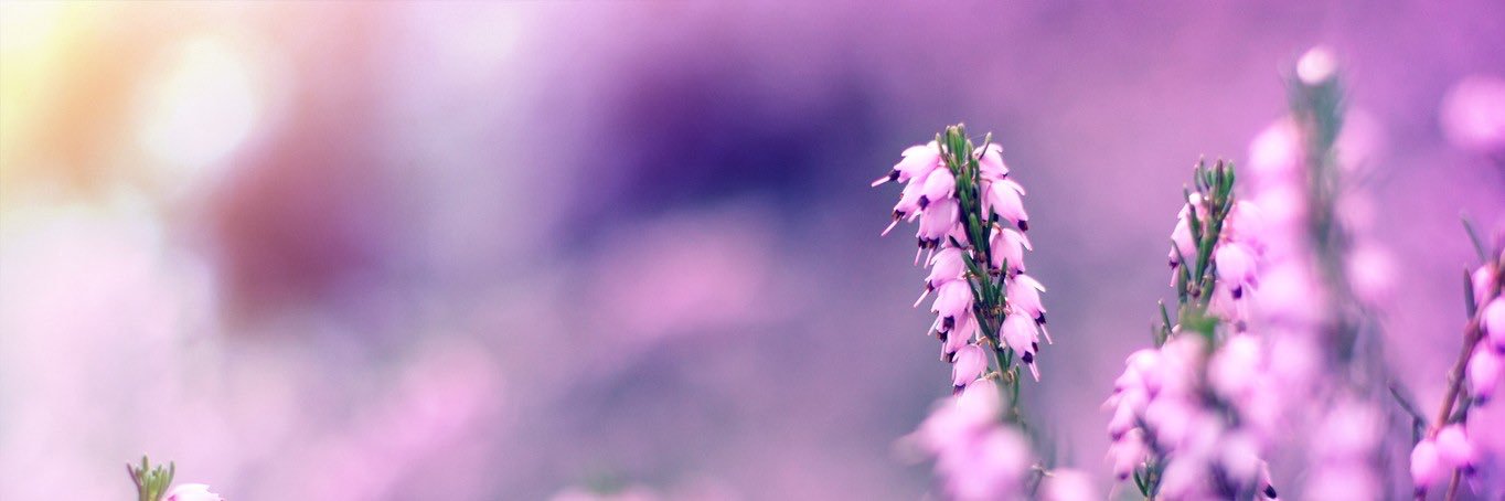 QueenxAdri's profile banner image