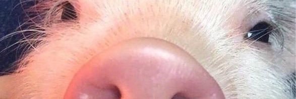 elliepodmore's profile banner image
