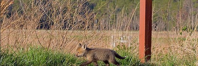 小原さわやか banner