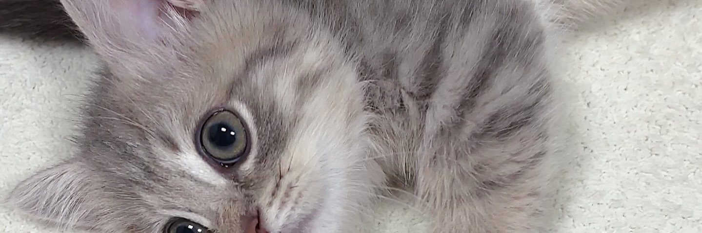 アメショー banner