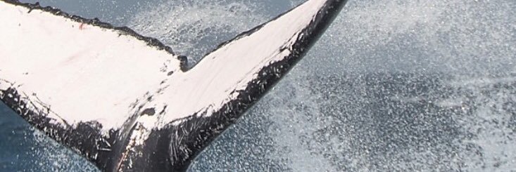 JanFeitsma's profile banner image