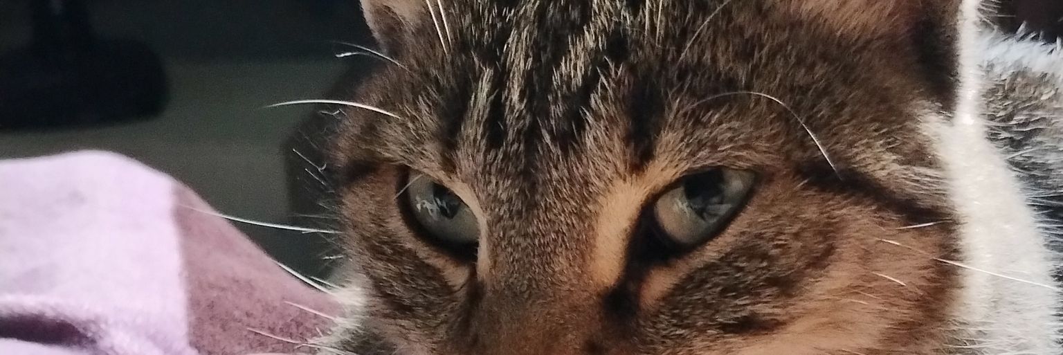 KinViviaan's profile banner image