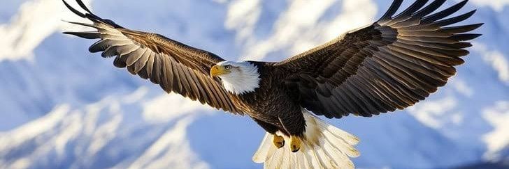 𝐆𝐑𝐀𝐍𝐓 🦅's banner