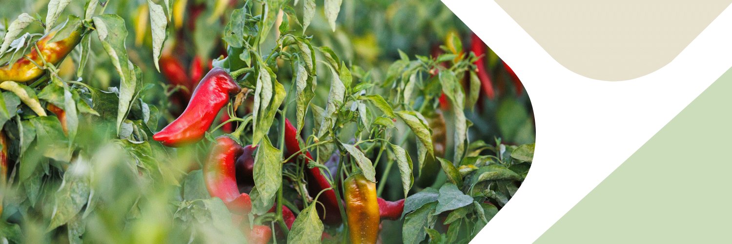 American AgCredit banner