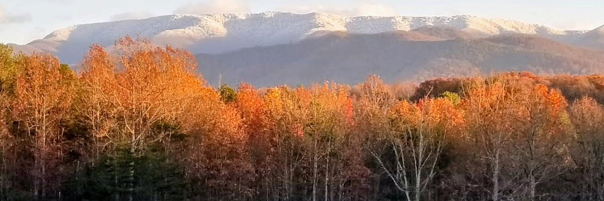 Dallas Wilson banner