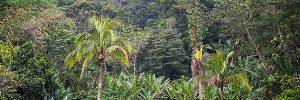 Just A Tarsier banner