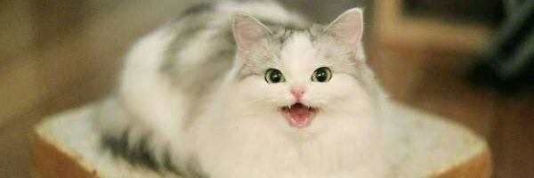 Пакет для транзисторов в виде кролика banner