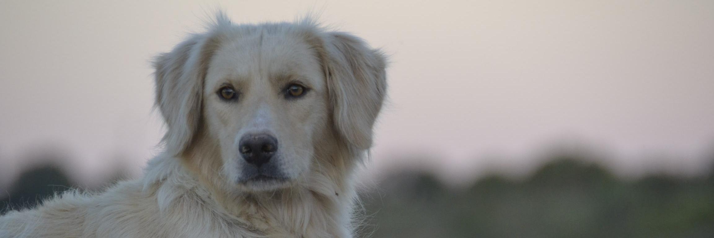 AmigosProAnimal's profile banner image