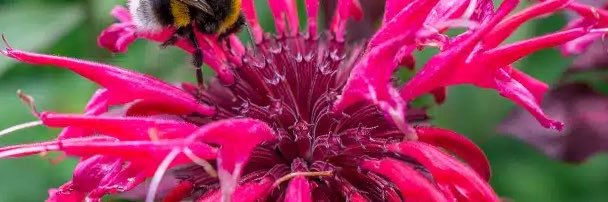 𝙈𝙚𝙡𝙞𝙨𝙨𝙖 𝙎𝙚𝙫𝙚𝙣 banner