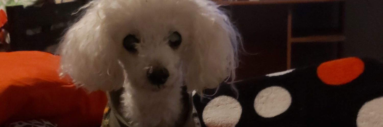 andrepipii's profile banner image