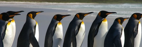 Rootcz Profile Banner