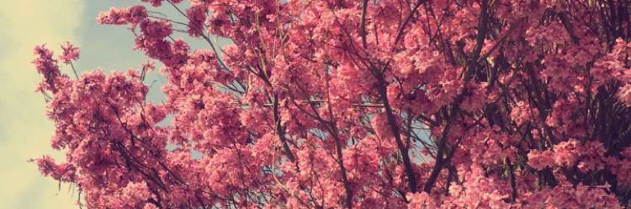 cankayacemree's profile banner image