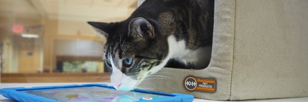 morrisanimalinn Profile Banner