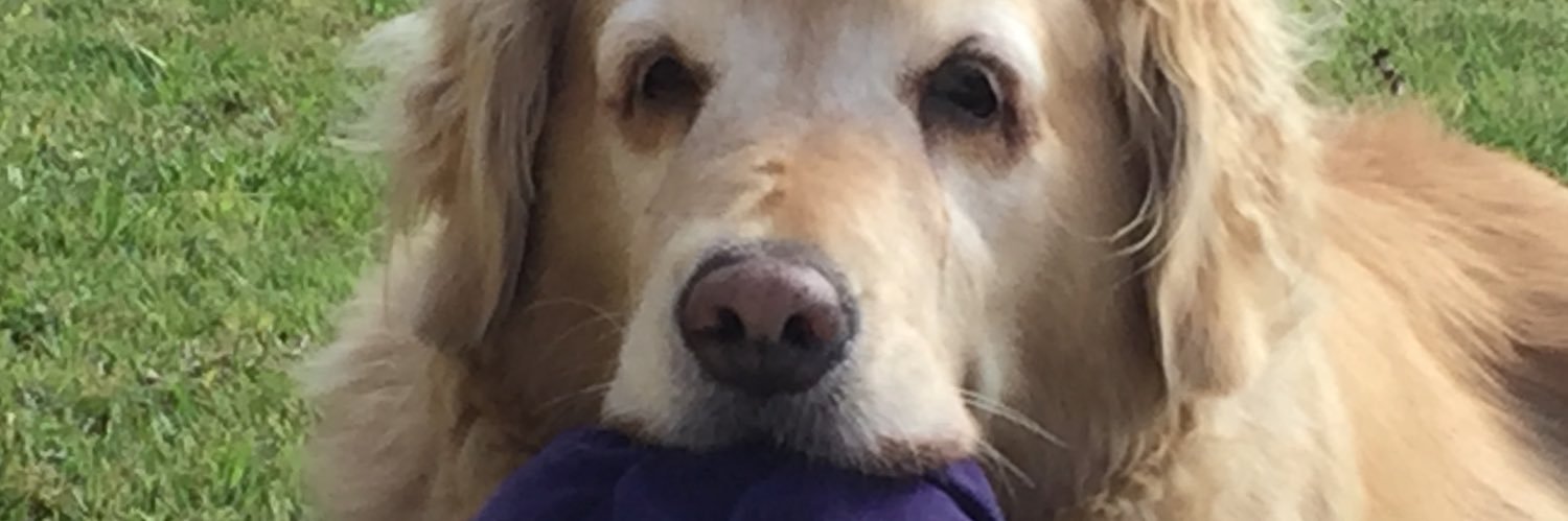 palynicky's profile banner image