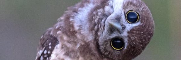 ManlioTassieri Profile Banner