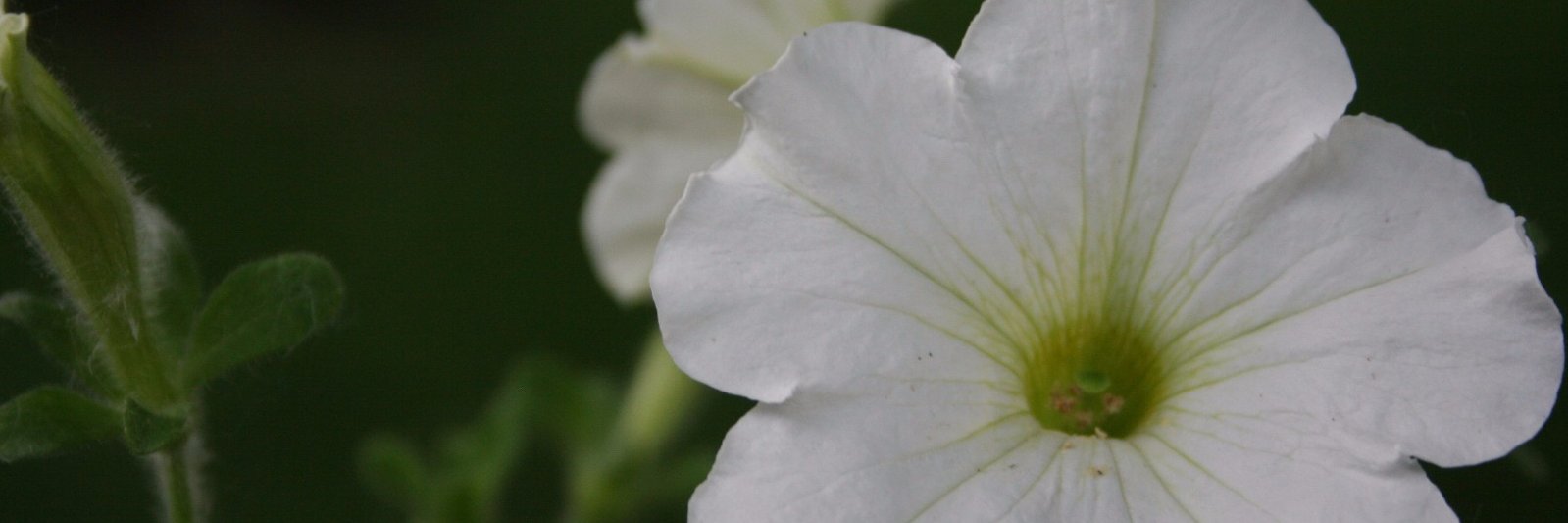 johnsypin's profile banner image