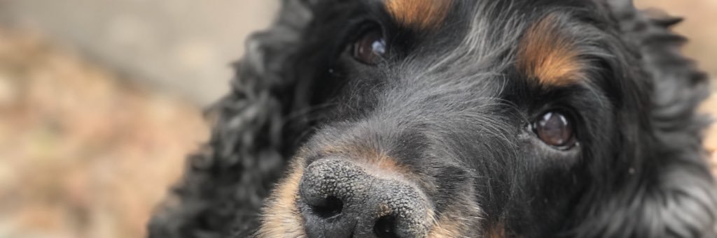 Callum Dickson banner