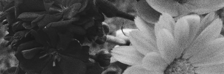 luulapacheco's profile banner image