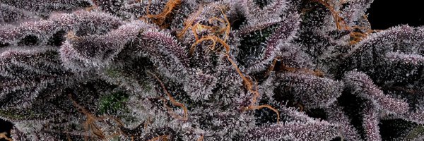 Undertow207 Profile Banner