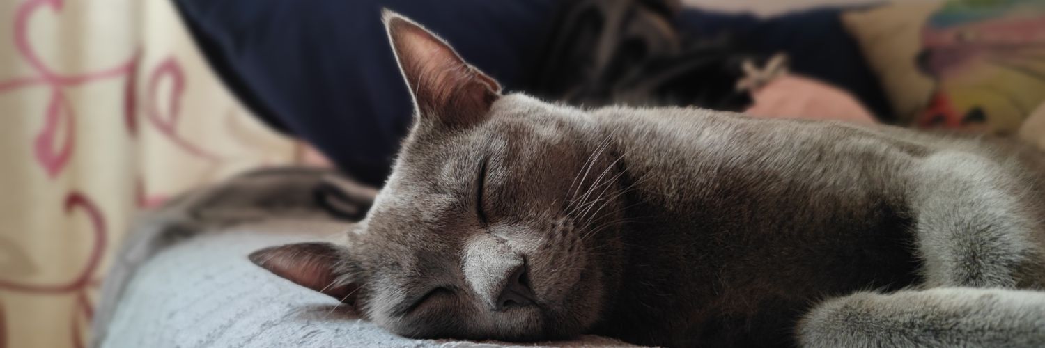 MrsDanielis's profile banner image