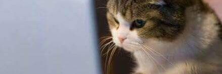 miaoow's profile banner image