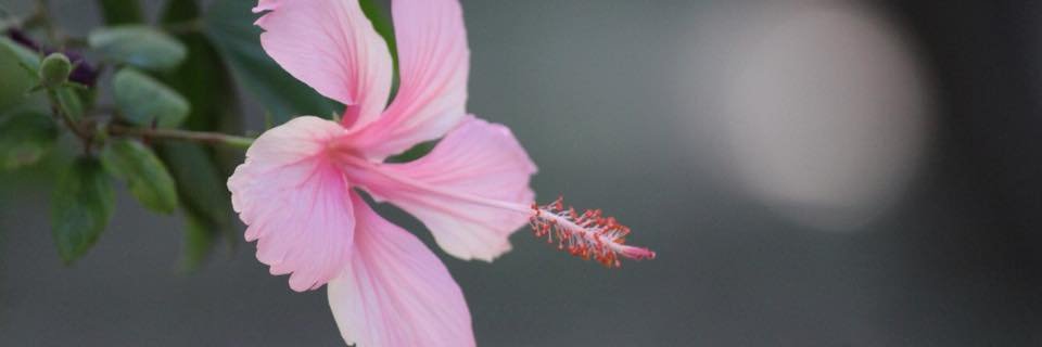 anderson felipe banner