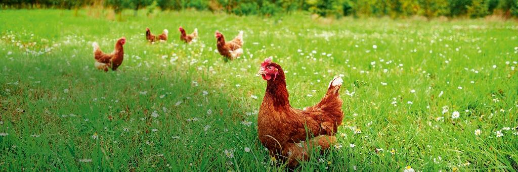 Chippindale Foods banner