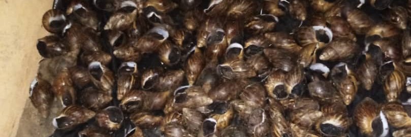 Nafissath Fousseni Barres banner