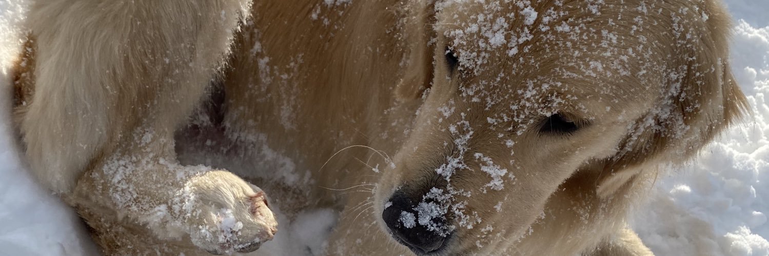 レン🐶ゴールデンレトリバー banner