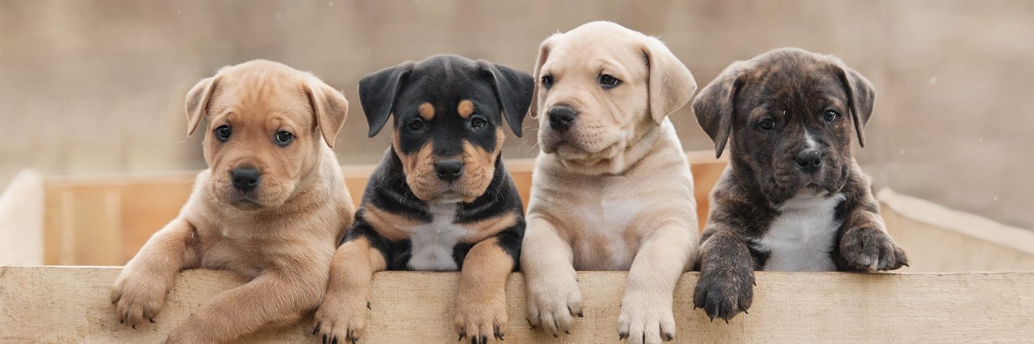 HASHIM THE DREAM banner