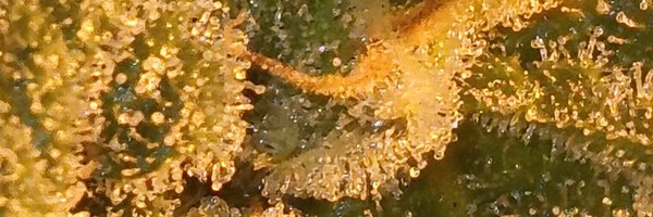 Probong420 Profile Banner