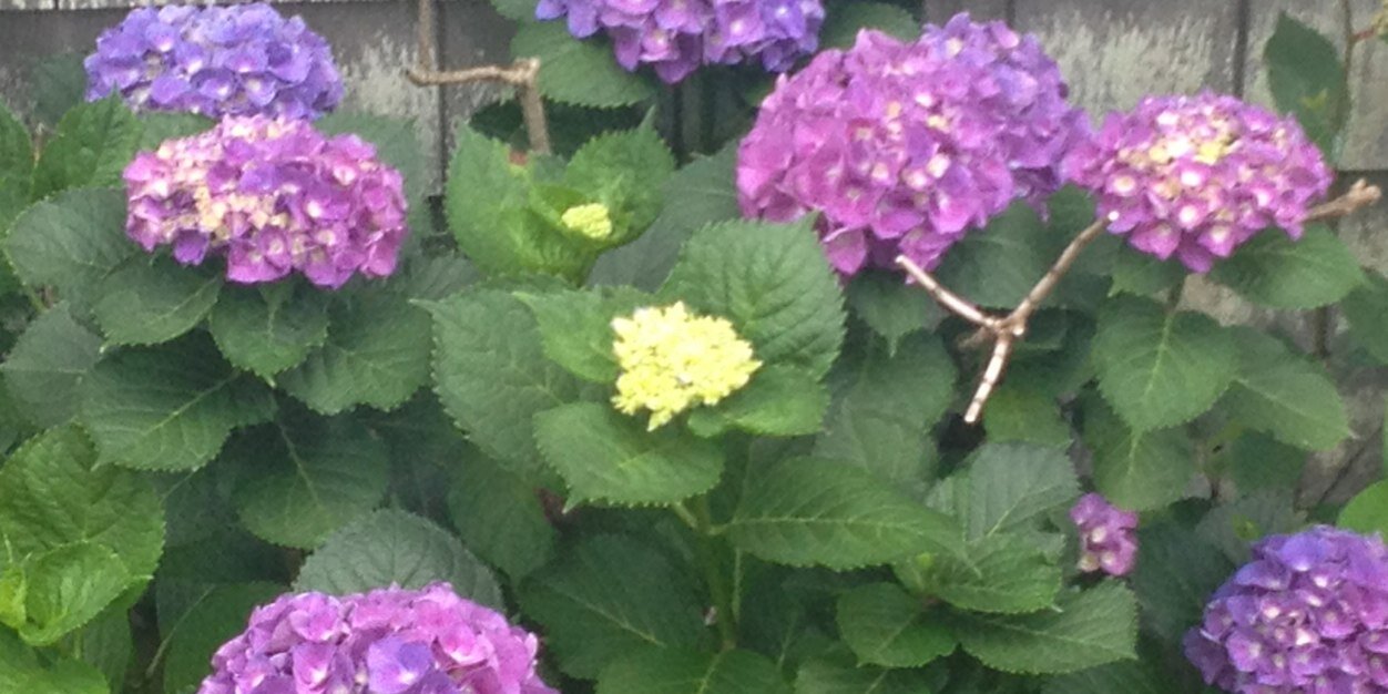 ELSHAW35's profile banner image