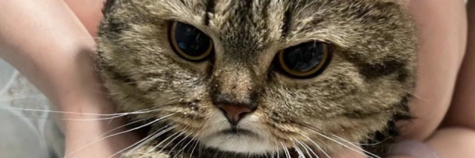 NurbleThe3rd's profile banner image