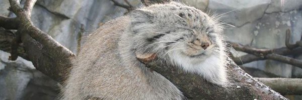 grumpy_manul Profile Banner