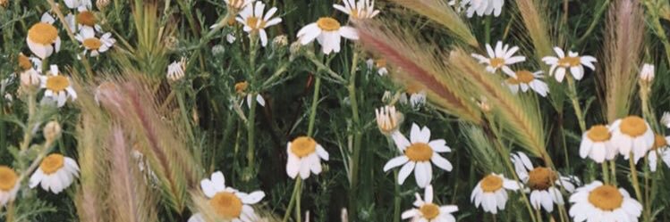 saramartelf's profile banner image