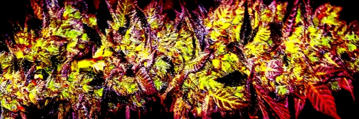 FederallyLegal's profile banner image
