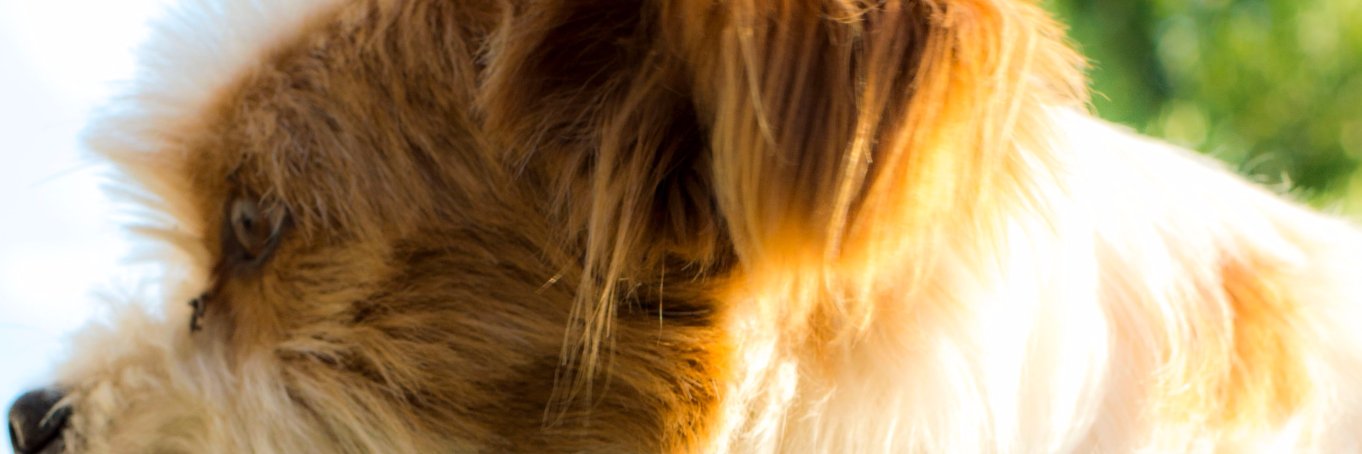 OmbudsManOffice's profile banner image
