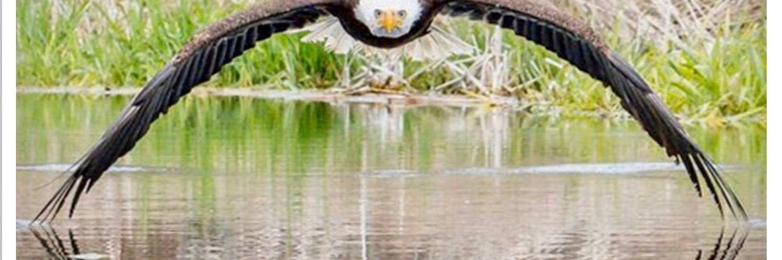 chip_protector's profile banner image