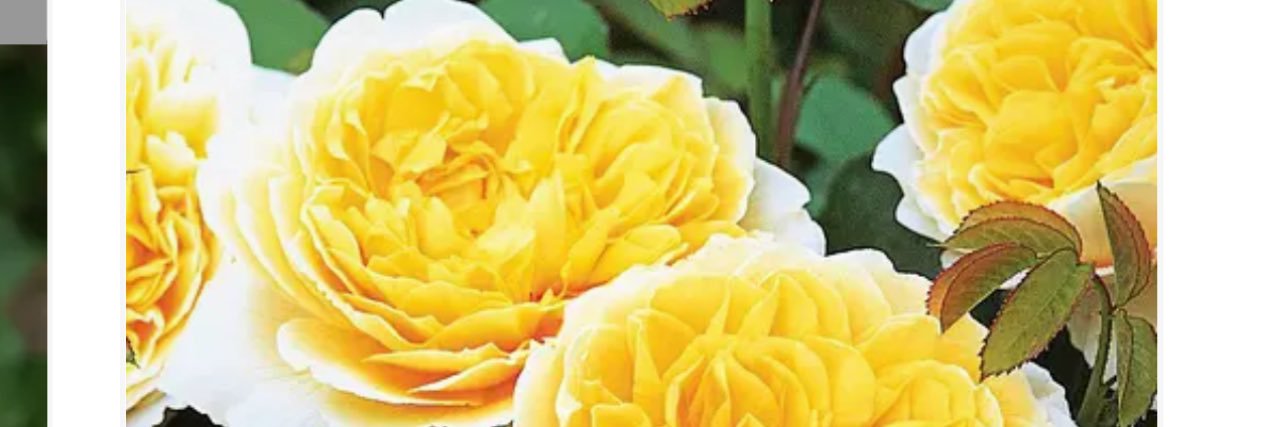 The2ndPersimmon banner