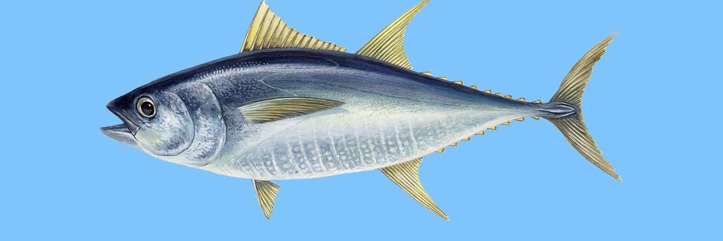 Flattermaus II banner