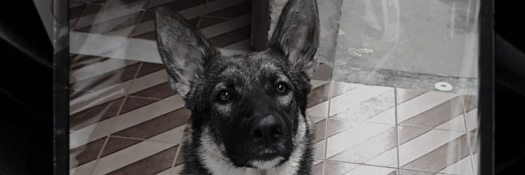 ijaovs's profile banner image