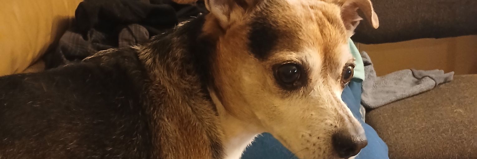 Sensei the Great Chiweenie banner