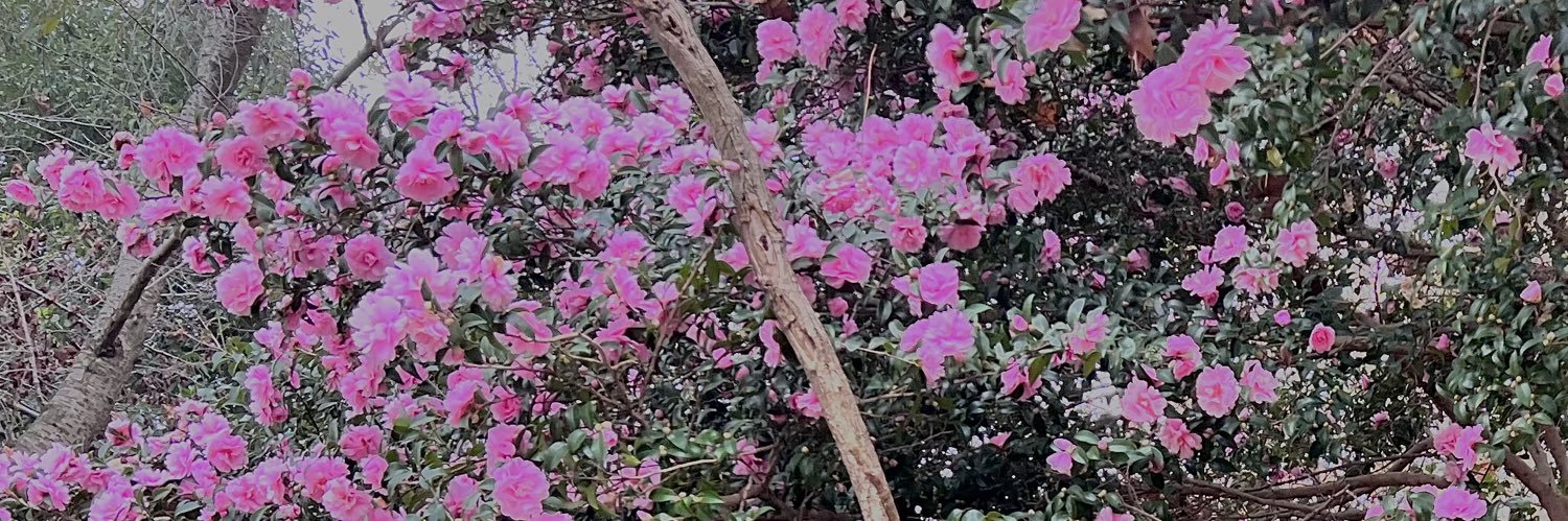 さくらんぼ畑の向こう側 banner