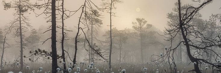 tortaluvr's profile banner image