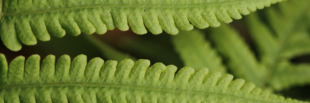 PriLisbeni's profile banner image