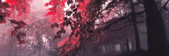❤️ Memecoin Fi2bi.eth 🎃 banner