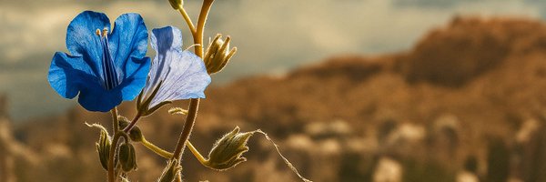 11Dnvr Profile Banner