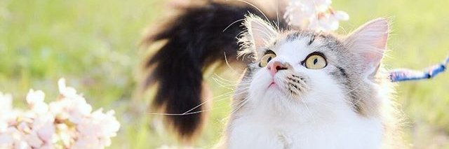 MirNieto's profile banner image