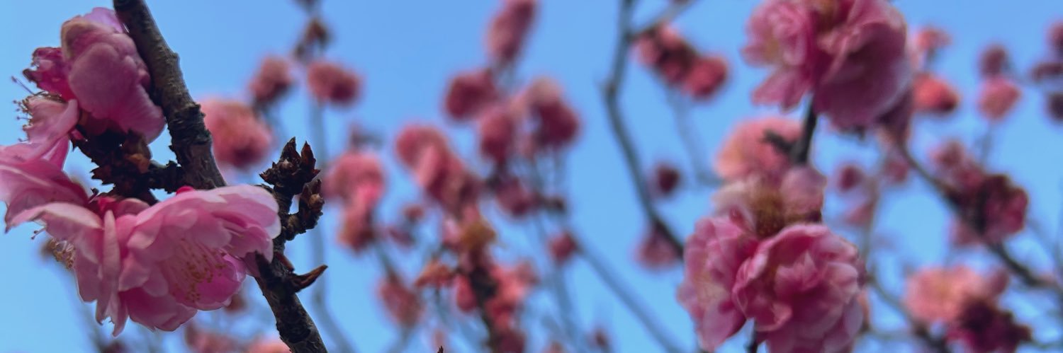 かほ🐣🐢 banner