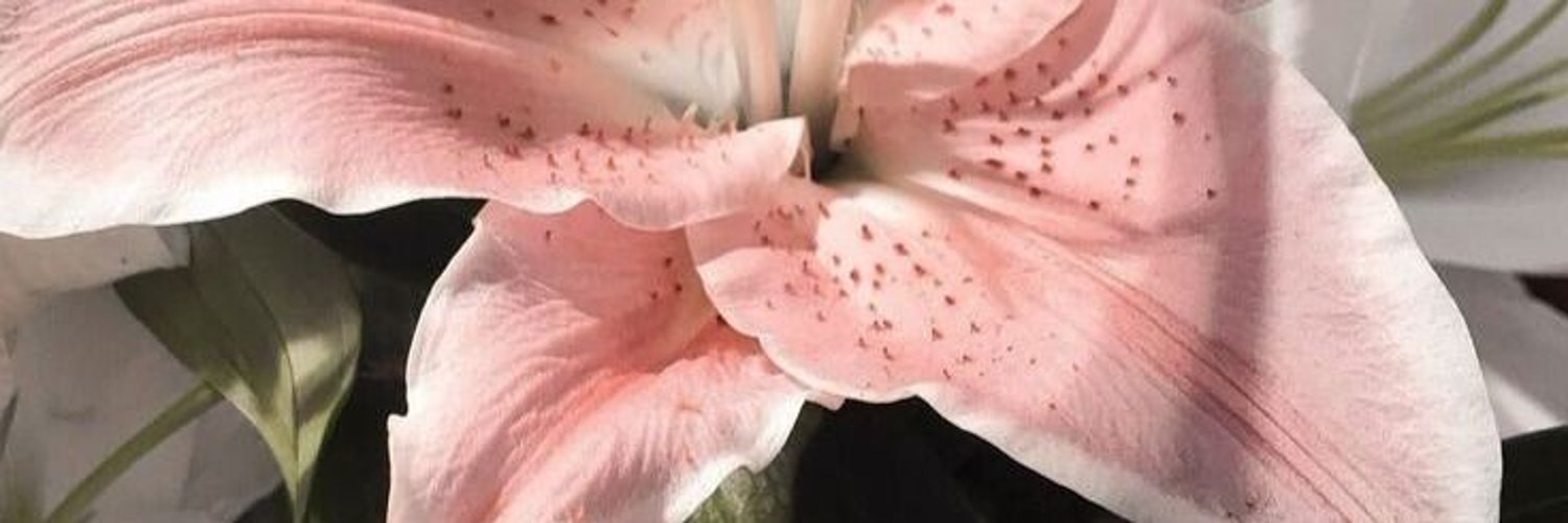 ℱace pretty, soul prettier .☘︎ ݁˖ banner
